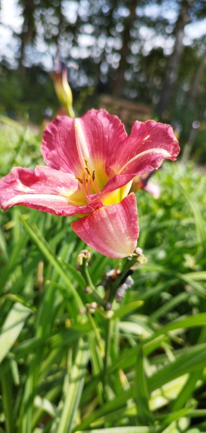 matrousjka liliowiec różowobiałe kwiaty