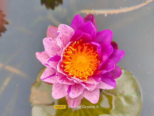 różowo fioletowe ubarwienie lili crystal