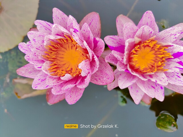 podwójne kwiaty cristal nymphaea