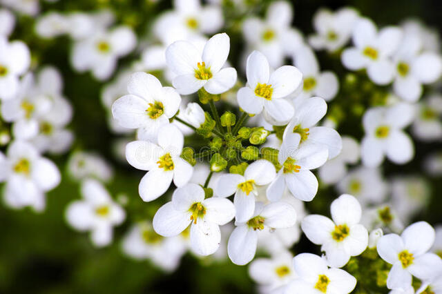 biale kwiaty niezapominajki białej 