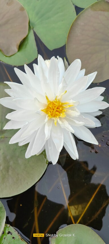 piękny biały kwiat lili snowflake