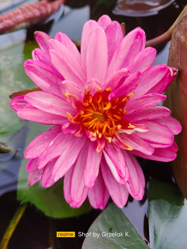 kwiat z bliska jakkaphong