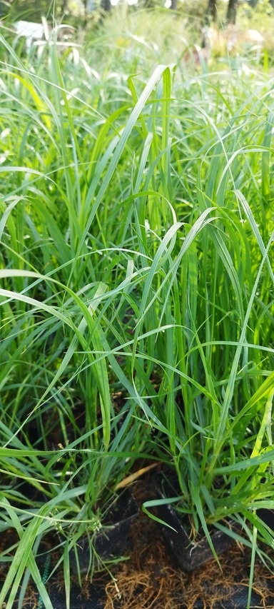 dorodne sadzonki trawy piórkowej Moudry 