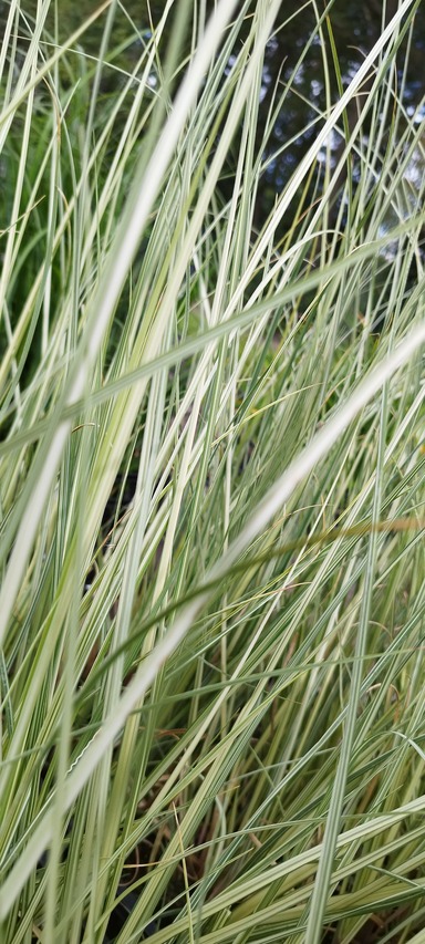 rewelacyjne liście trawy Silver Goblin