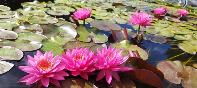 pływające lilie w oczku wodnym