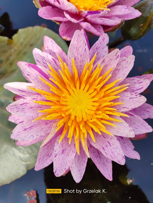 piękne nakrapiane płatki lili wodnej Crystal