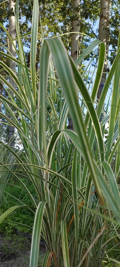 paskowane liście -miskant chiński variegatus