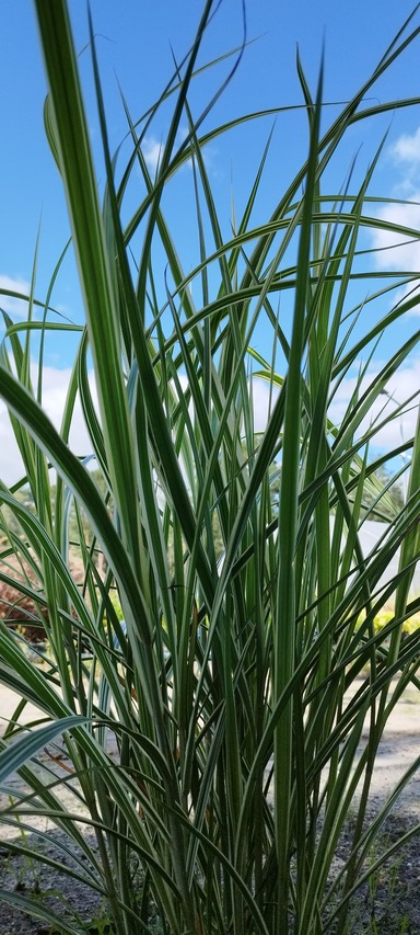 paskowana wysoka trawa -variegatus