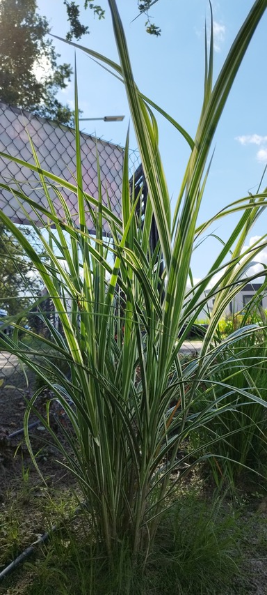 zielone liście trawy -miskant variegatus