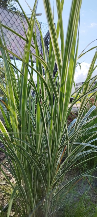 okazały krzak trawy-variegatus chiński