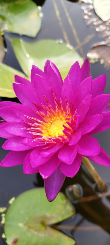 purple fantasy kwitnące lilie wodne