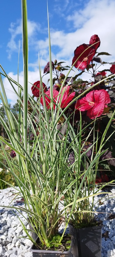 paskowana wysoka trawa -variegatus