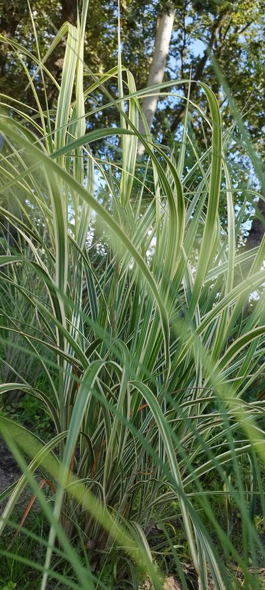 dorosłe rośliny -misant variegatus