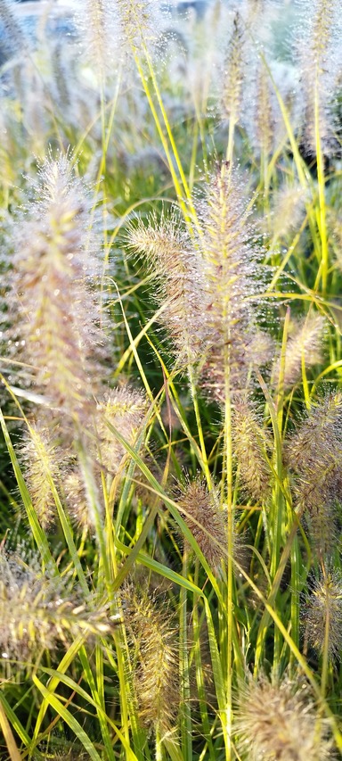 puszyste beżowobiałe kwiatostany trawy Hameln Gold