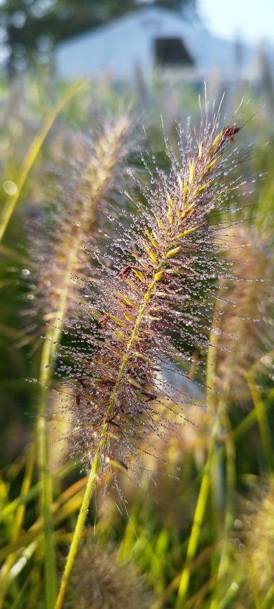 zjawiskowy kwiatostan trawy Hameln dekoracja do ogrodu