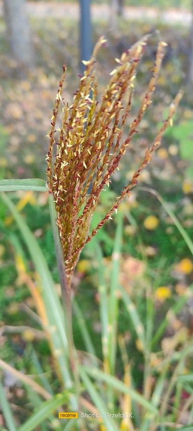 kwiatostan trawy Miskant Chiński Zebrinus