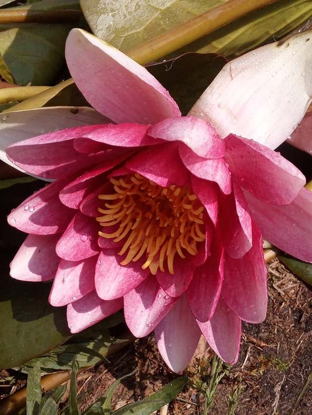 jasno różowa lilia attraction