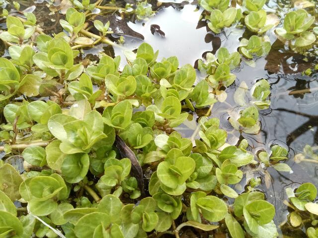 Przetacznik bobowniczek - roślina ozdobna do oczka wodnego