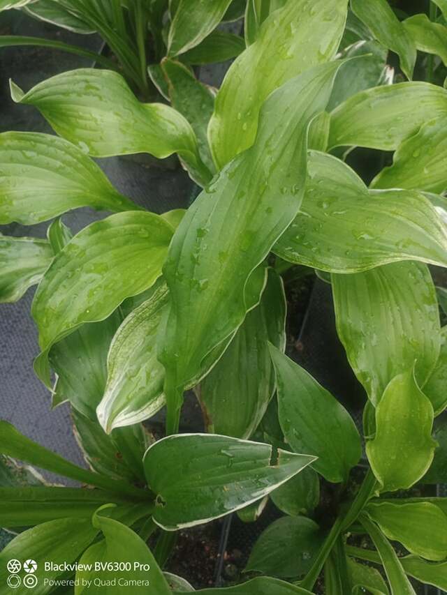 zielone liście funkii albomarginata