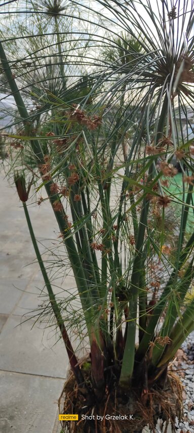 CYPERUS PAPIRUS dekoracyjna roślina