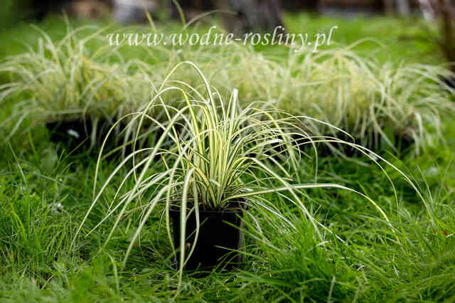 Sadzonka trawy ozdobnej evergold