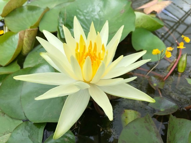 Colonel_AJ_Welch_Yellow_Waterlily_Flower_Plants_for_Ponds10_1400x