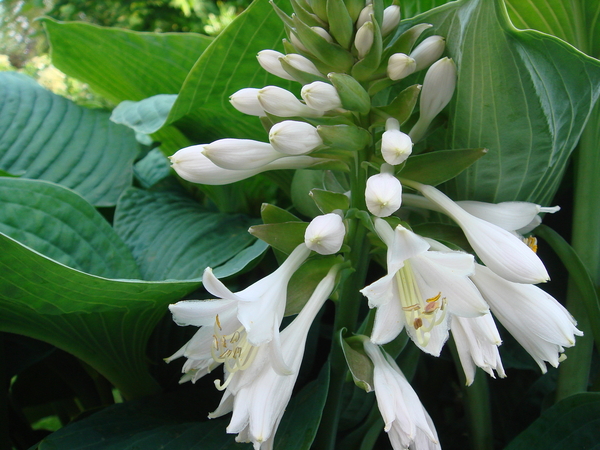 Funkia Siebolda Elegans białe kwiaty