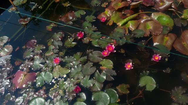 kwitnące lilie rubra miniaturki w zbiorniku