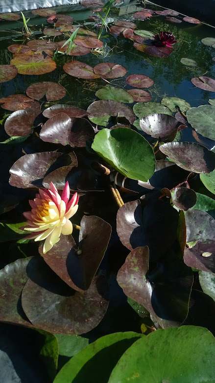 wodna lilia wanvisa w zbiorniku wodnym