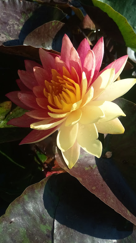 różowo-żółty kwiat lili wanvisa