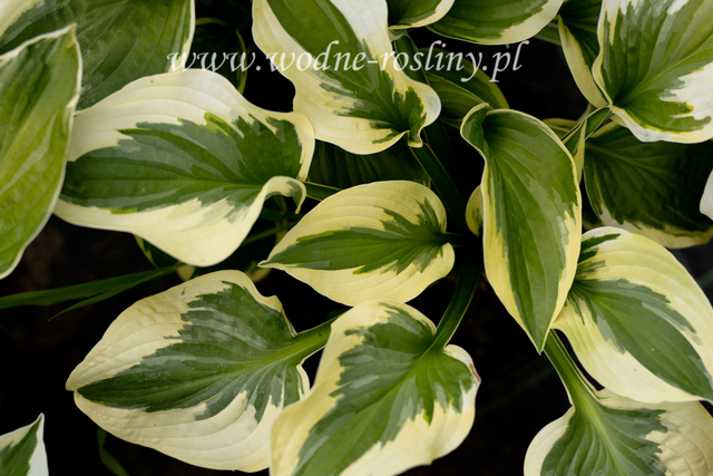 piękne dwubarwne liście funki wide brim