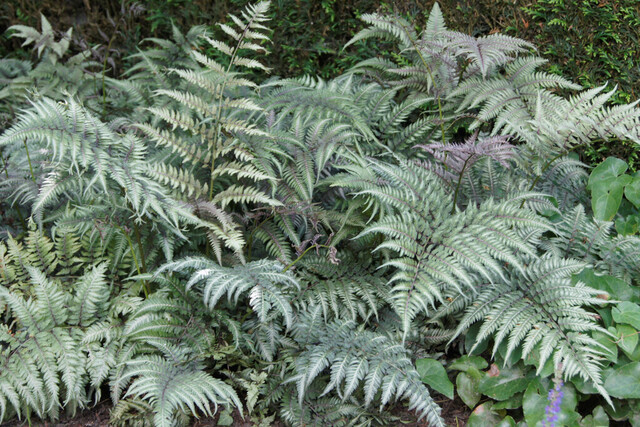 Paproć-Athyrium-Metallicum_1