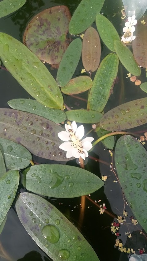 Pływające liście oraz kwiat onowodka