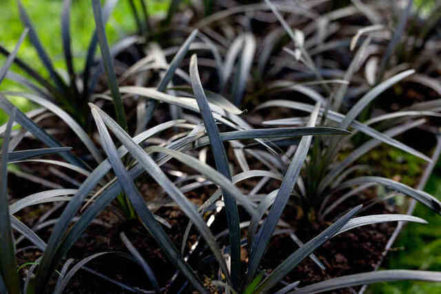 Zdjęcie trawy niger konwalnik