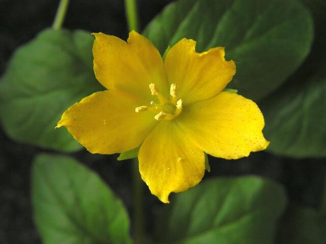 cudowny kwiat cytrynowo-żółty tojeści rozesłanej 