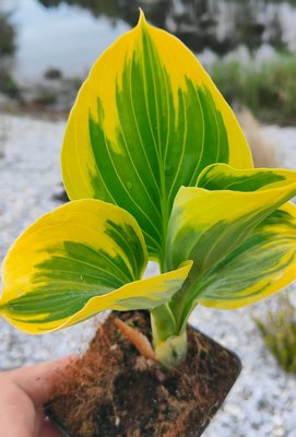 funkia-hosta-liberty