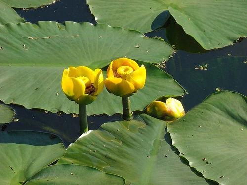 grażel żółty lilia wodna