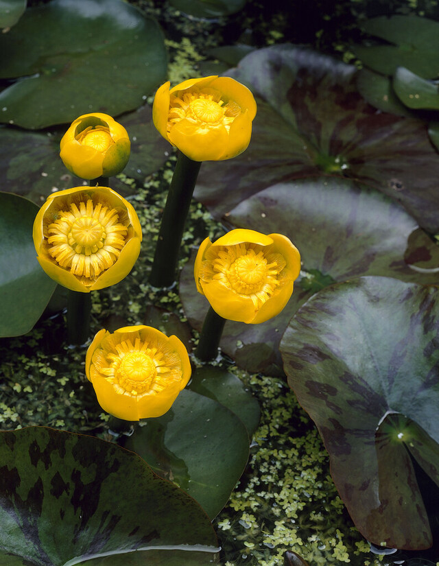 grążel żółty nuphar lutea