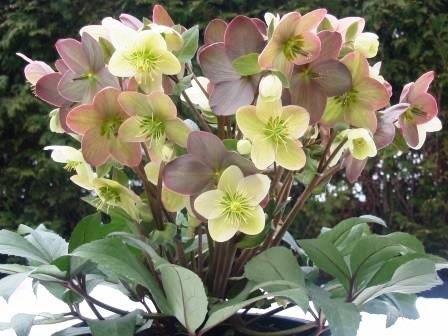 helleborus-candy-love-ciemirnik