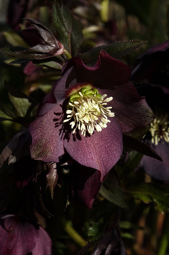 helleborus-niger-7029641_1280