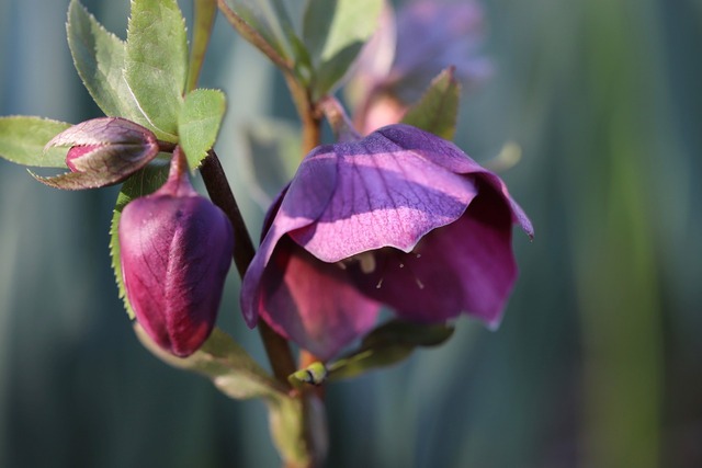 helleborus-purple-single