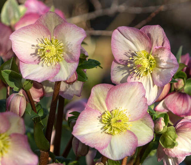 hgc-ciemiernik-roses-rosetta-helleborus_1