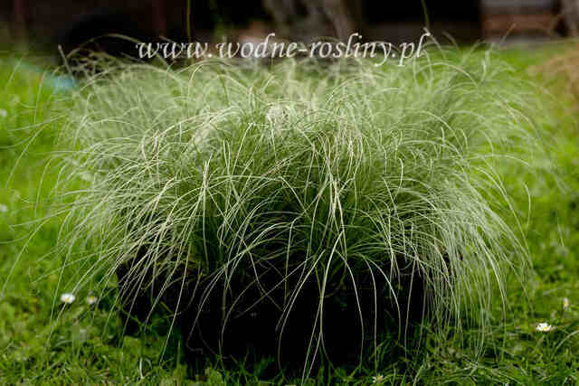Kilka sadzonek trawy frosted curly