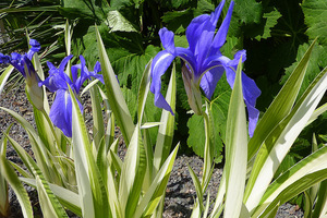 Piękne niebieskie kwiaty irysa gładkiego