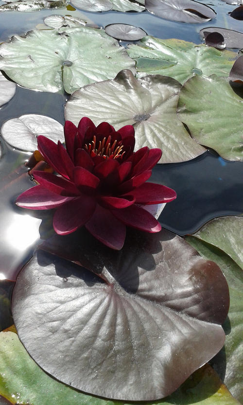 Prawie czarny kwiat lilii wodnej