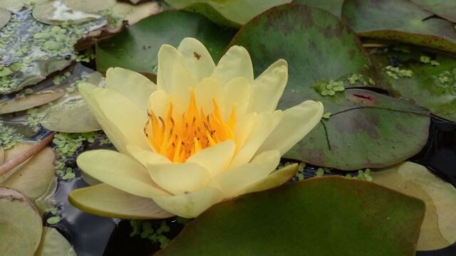 Zbliżenie na kwiat lilii wodnej żółtej
