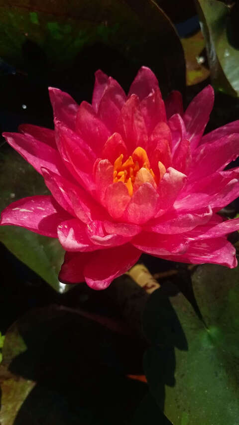 Intensywny kolor kwiatu lilii