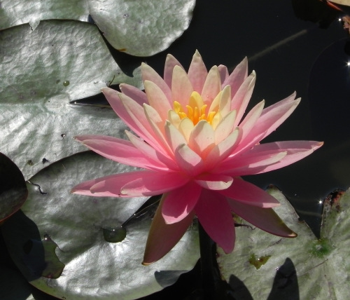 Kwiat lilii wodnej sunny pink