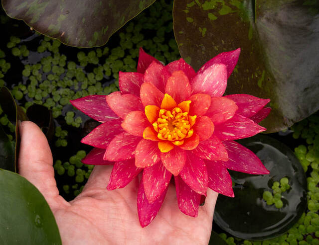 Piękny kwiat lilii wodnej na dłoni