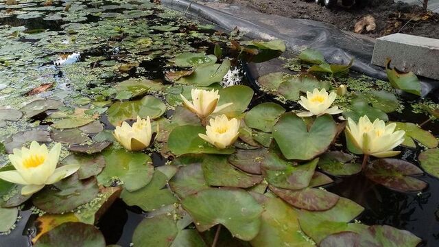 Obfite kwitnienie lilii wodnej